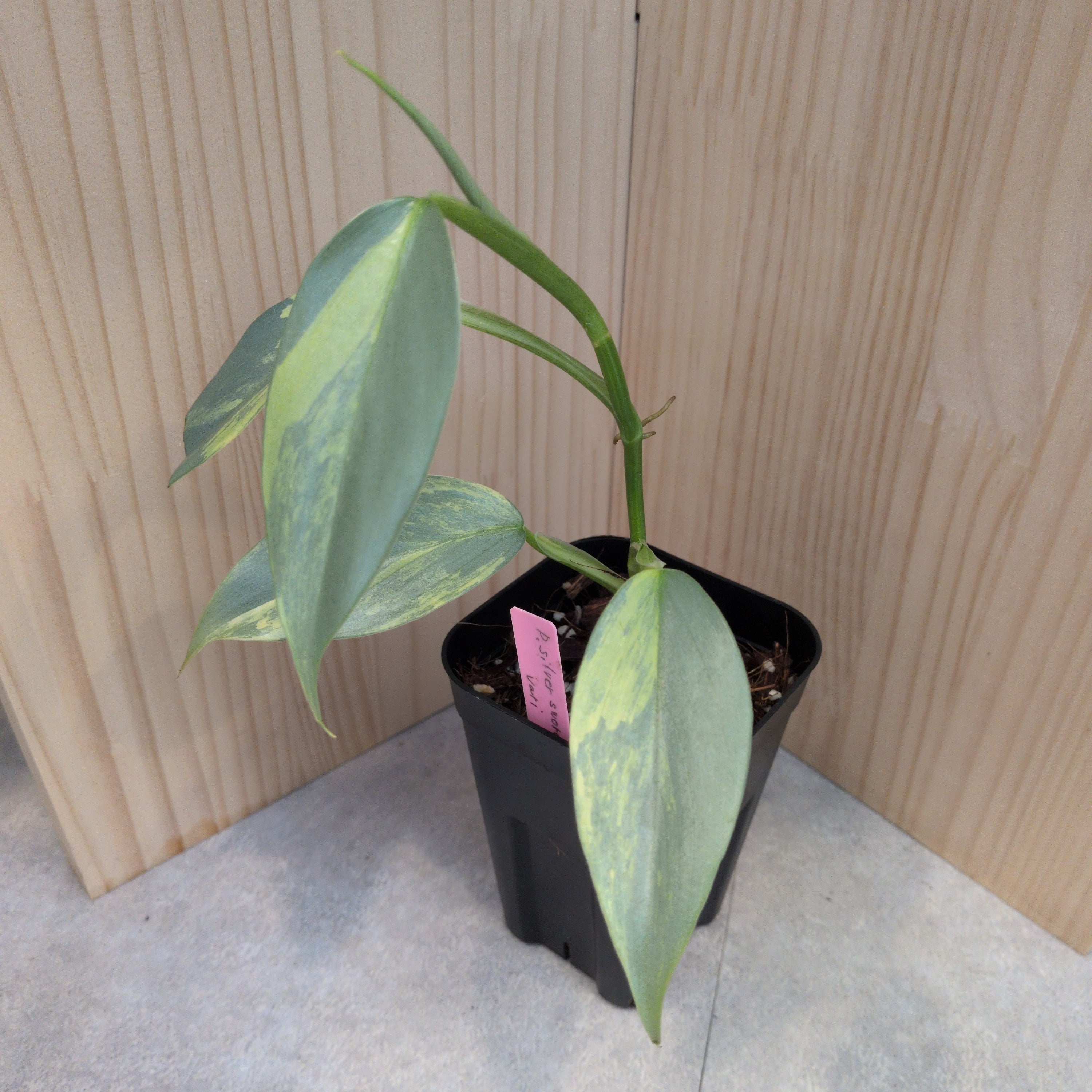 フィロデンドロン シルバーソード斑入り | Green Spot Philon